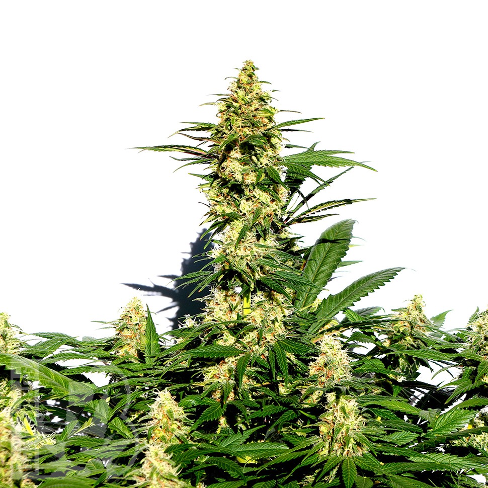 Grapefruit Diesel feminised Ganja Seeds Grapefruit Diesel feminised Ganja Seeds