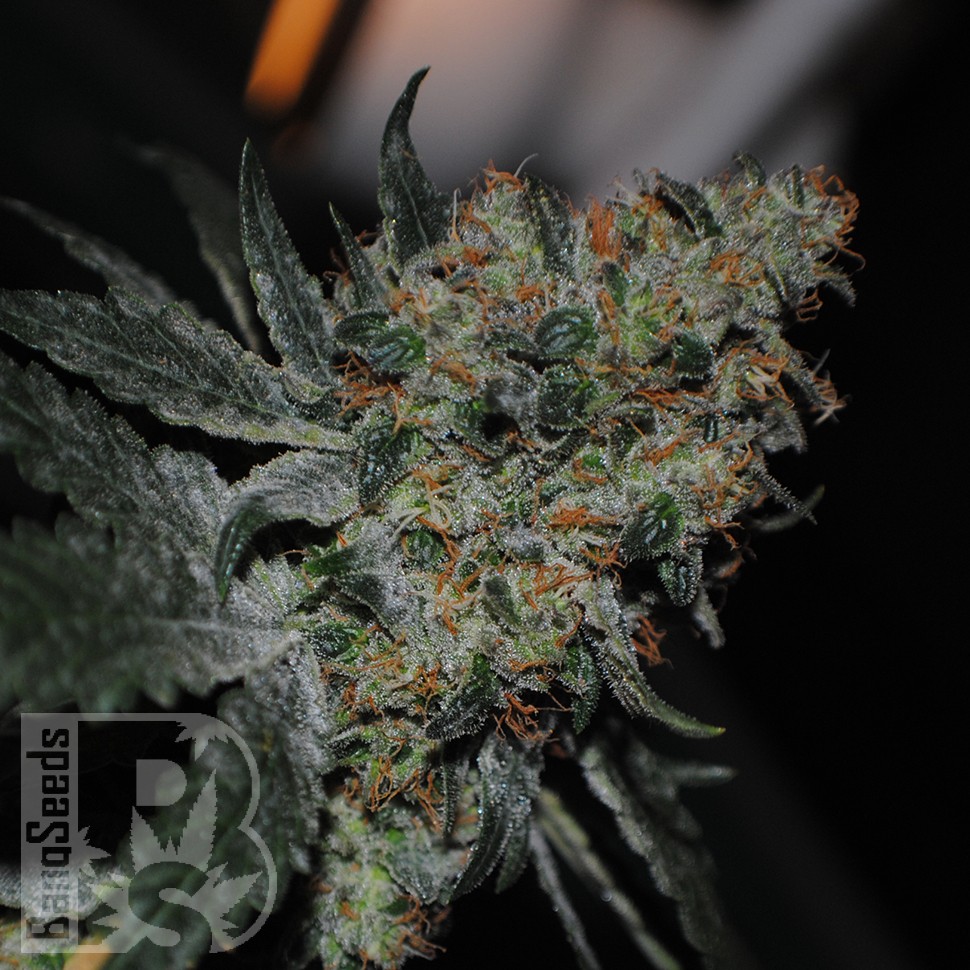 Grapefruit Diesel feminised Ganja Seeds Grapefruit Diesel feminised Ganja Seeds