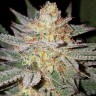 Grapefruit Diesel feminised Ganja Seeds Grapefruit Diesel feminised Ganja Seeds