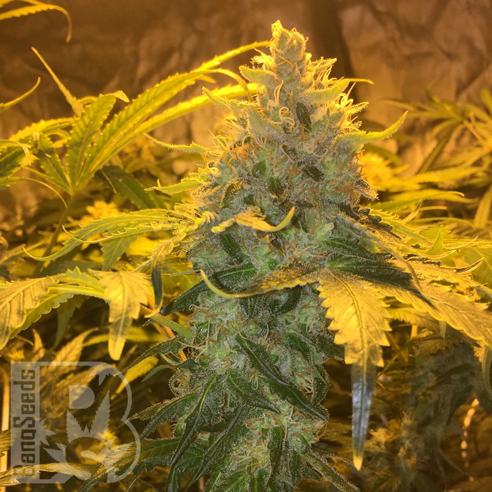Grapefruit Diesel feminised Ganja Seeds Grapefruit Diesel feminised Ganja Seeds