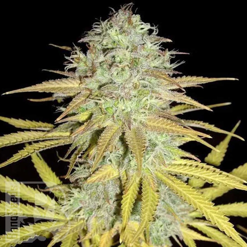 Grapefruit Diesel feminised Ganja Seeds Grapefruit Diesel feminised Ganja Seeds
