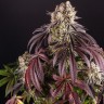 дешевые семена конопли Auto Purple Punch OG XL feminised Ganja Seeds дешевые семена конопли Auto Purple Punch OG XL feminised Ganja Seeds