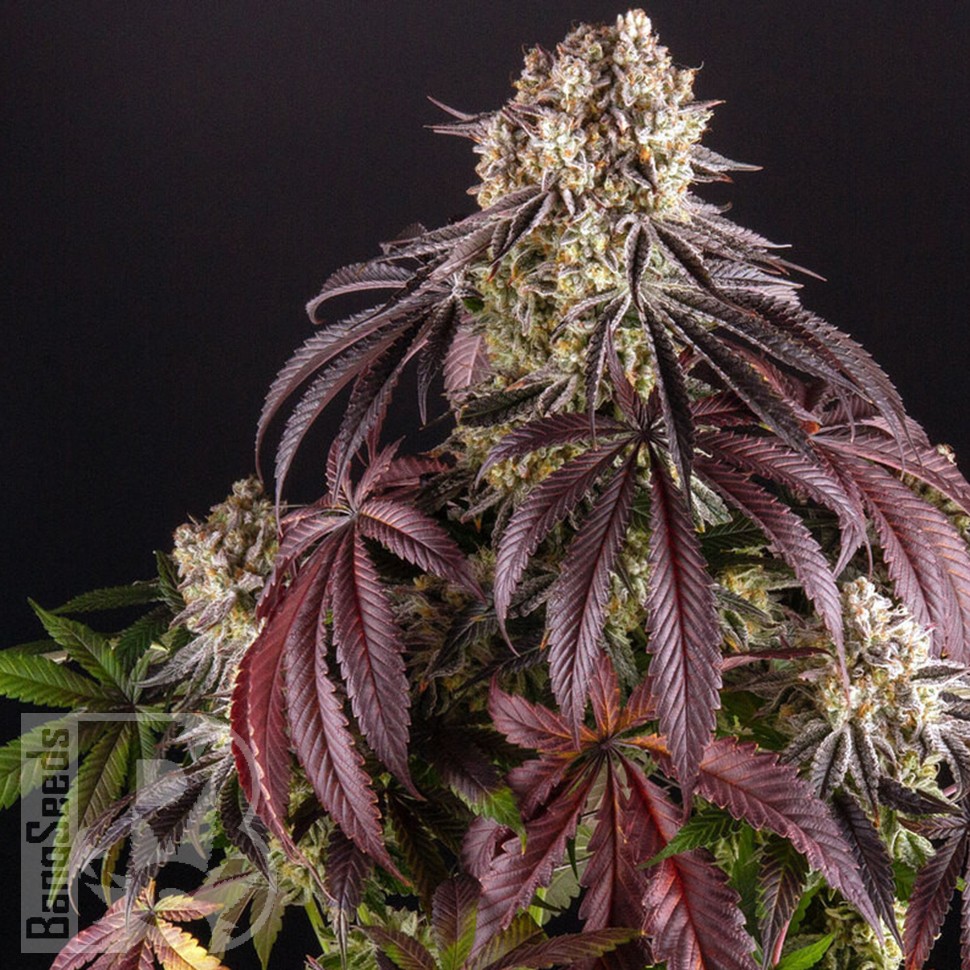 Семена конопли Auto Purple Punch OG XL feminised Ganja Seeds