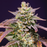семена конопли цена Auto Purple Punch OG XL feminised Ganja Seeds семена конопли цена Auto Purple Punch OG XL feminised Ganja Seeds