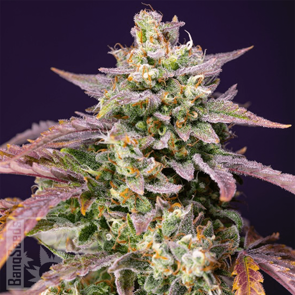семена конопли цена Auto Purple Punch OG XL feminised Ganja Seeds семена конопли цена Auto Purple Punch OG XL feminised Ganja Seeds
