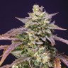 лучшие семена конопли Auto Purple Punch OG XL feminised Ganja Seeds лучшие семена конопли Auto Purple Punch OG XL feminised Ganja Seeds