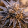 семенам конопли наложенным платежом Auto Purple Punch OG XL feminised Ganja Seeds семенам конопли наложенным платежом Auto Purple Punch OG XL feminised Ganja Seeds