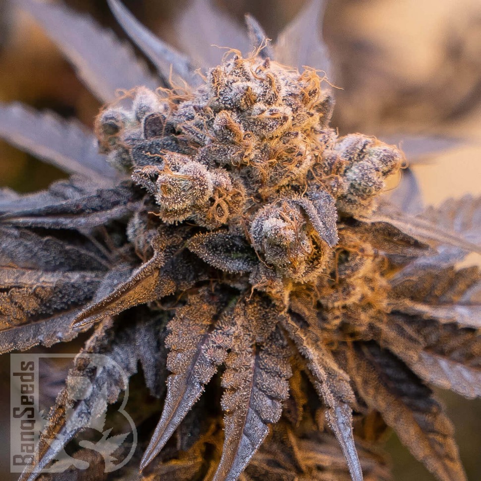 семенам конопли наложенным платежом Auto Purple Punch OG XL feminised Ganja Seeds семенам конопли наложенным платежом Auto Purple Punch OG XL feminised Ganja Seeds