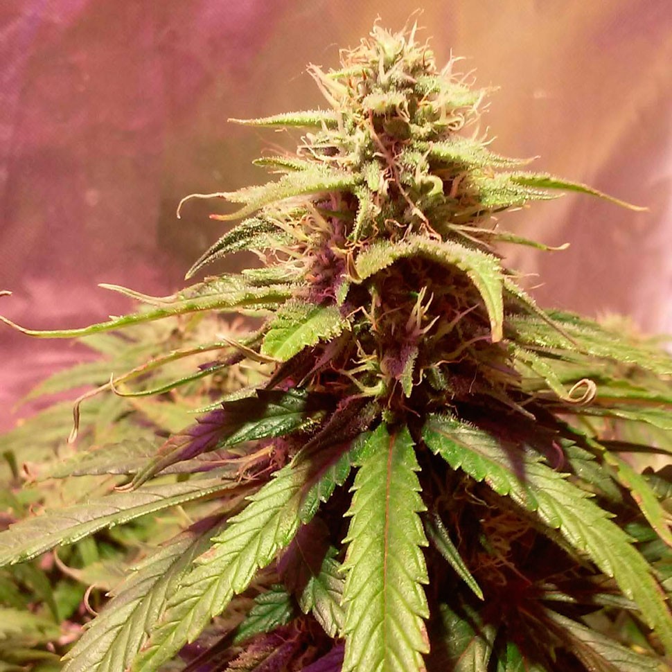 Семена Auto Power Plant feminised Ganja Seeds