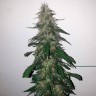 заказ семян конопли Auto Power Plant feminised заказ семян конопли Auto Power Plant feminised