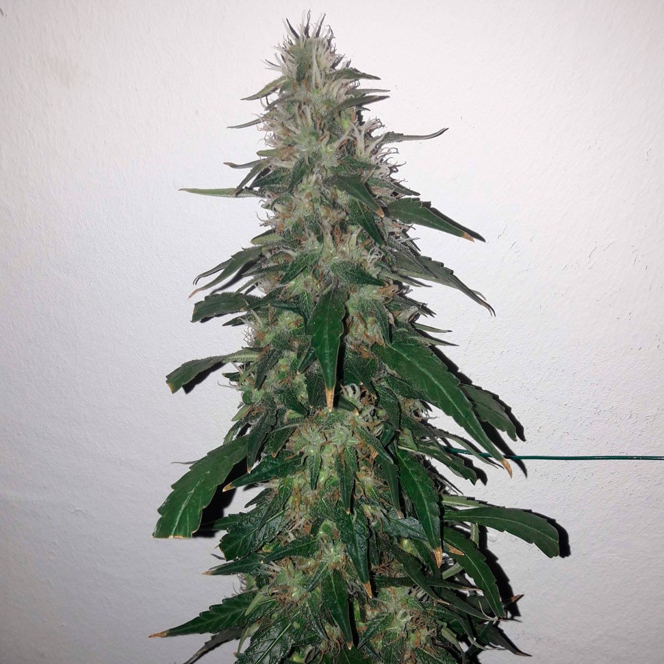 заказ семян конопли Auto Power Plant feminised заказ семян конопли Auto Power Plant feminised
