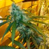 купить семена конопли в фирменной упаковке Auto Power Plant feminised купить семена конопли в фирменной упаковке Auto Power Plant feminised