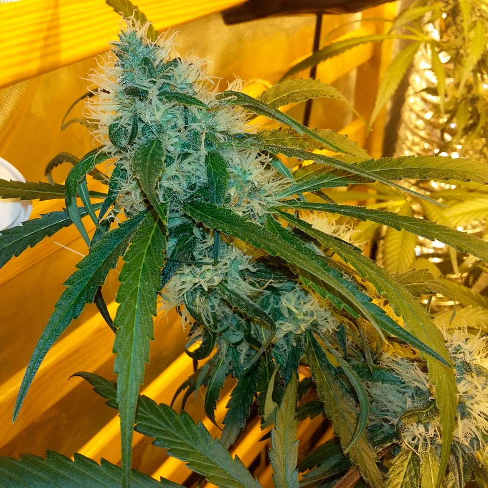 купить семена конопли в фирменной упаковке Auto Power Plant feminised купить семена конопли в фирменной упаковке Auto Power Plant feminised