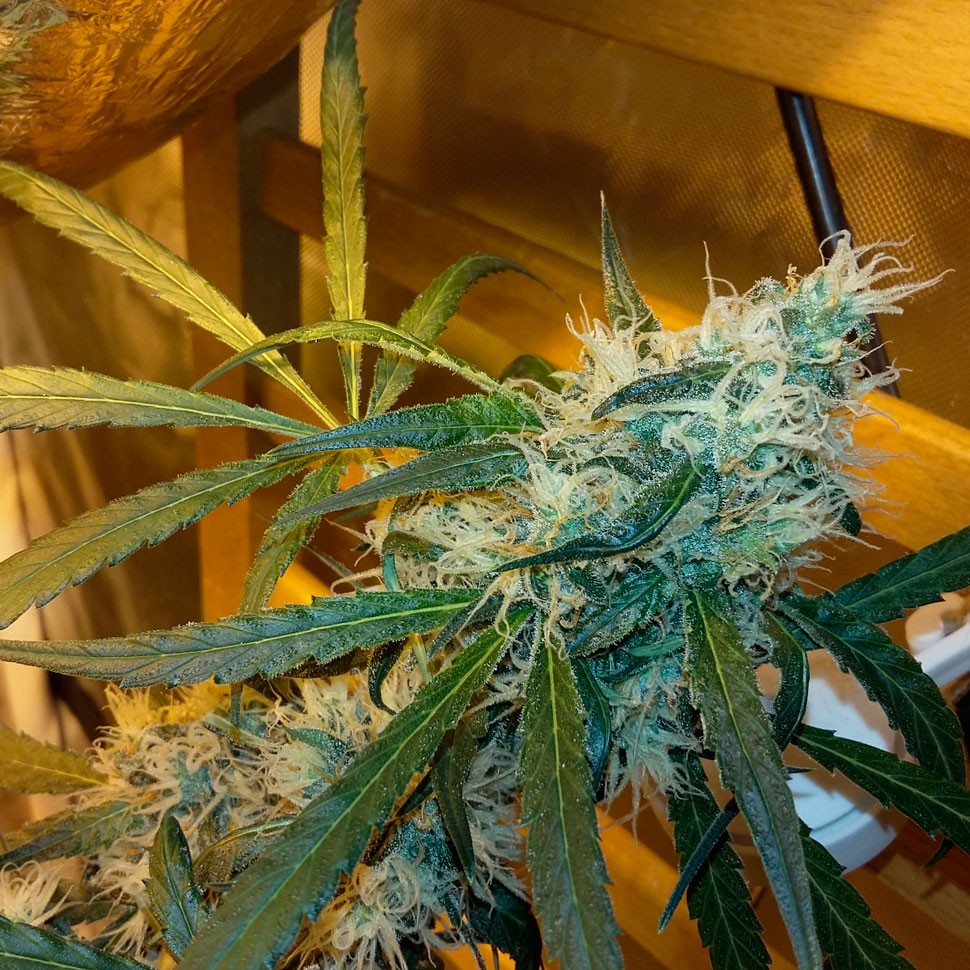 купить семена конопли с доставкой Auto Power Plant feminised купить семена конопли с доставкой Auto Power Plant feminised