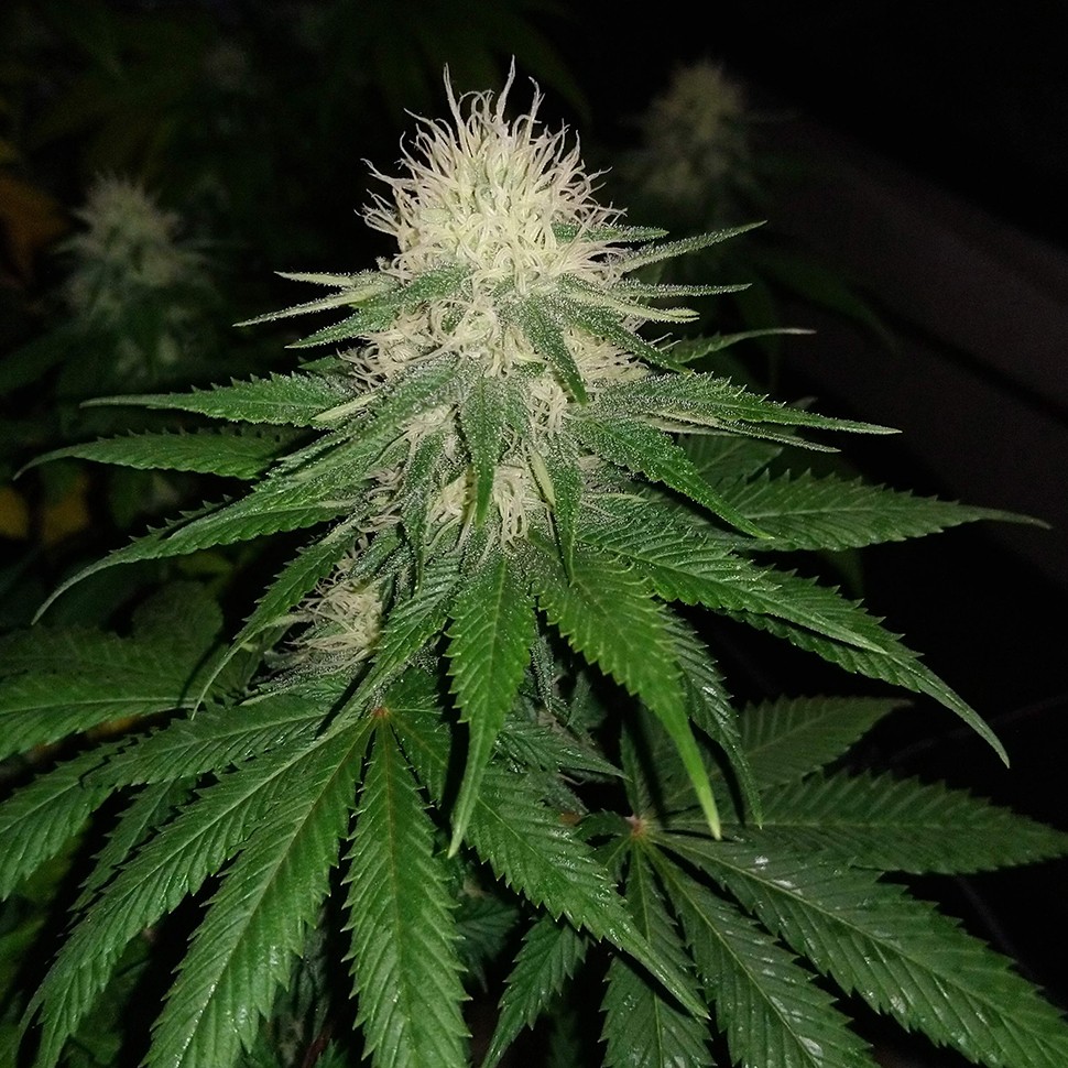 купить семена конопли в Украине Auto Power Plant feminised купить семена конопли в Украине Auto Power Plant feminised