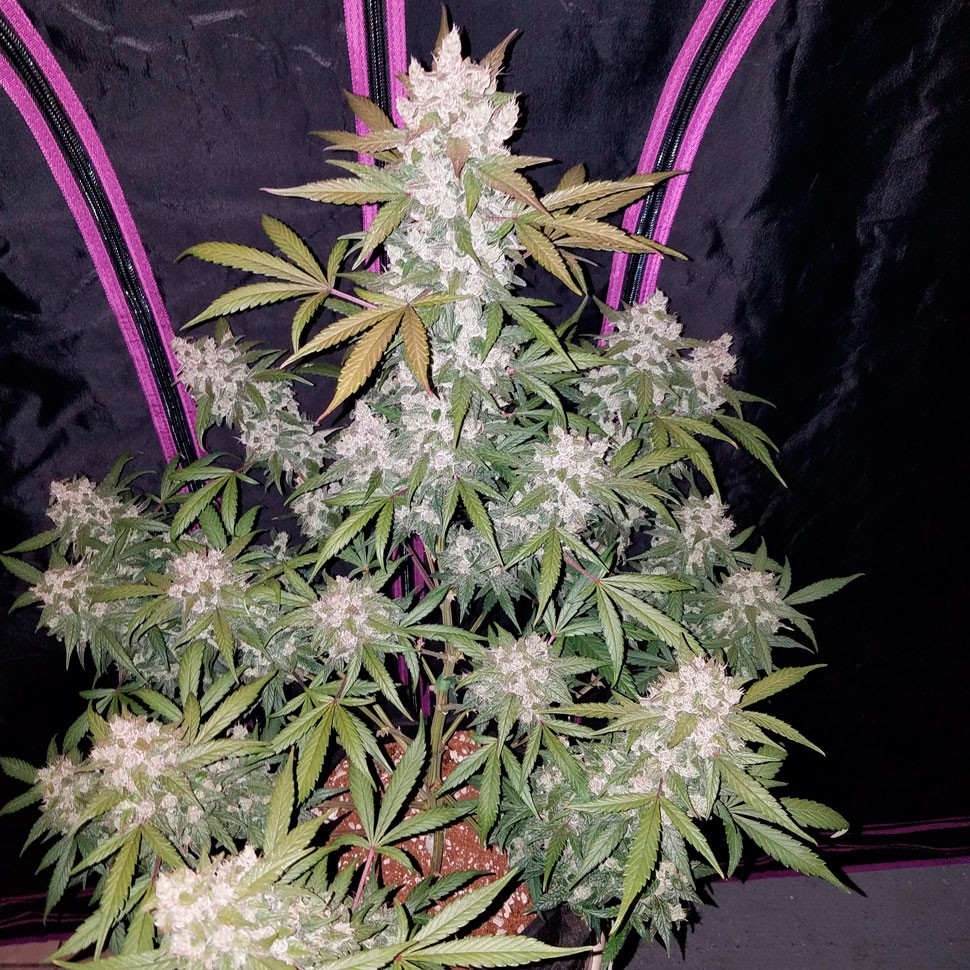 купить семена конопли в фирменной упаковке Russian Snow feminised купить семена конопли в фирменной упаковке Russian Snow feminised