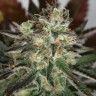 купить семена конопли гидропоники Auto Irgiz feminised купить семена конопли гидропоники Auto Irgiz feminised