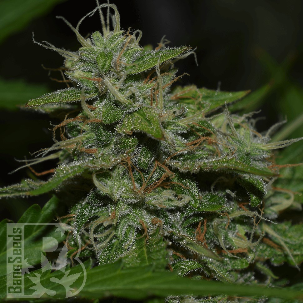Семена ганжа Auto Irgiz feminised Bang Seeds Семена ганжа Auto Irgiz feminised Bang Seeds
