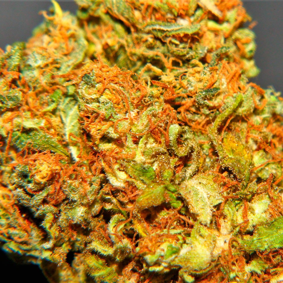 Семена конопли Marmalate feminised Ganja Seeds Семена конопли Marmalate feminised Ganja Seeds