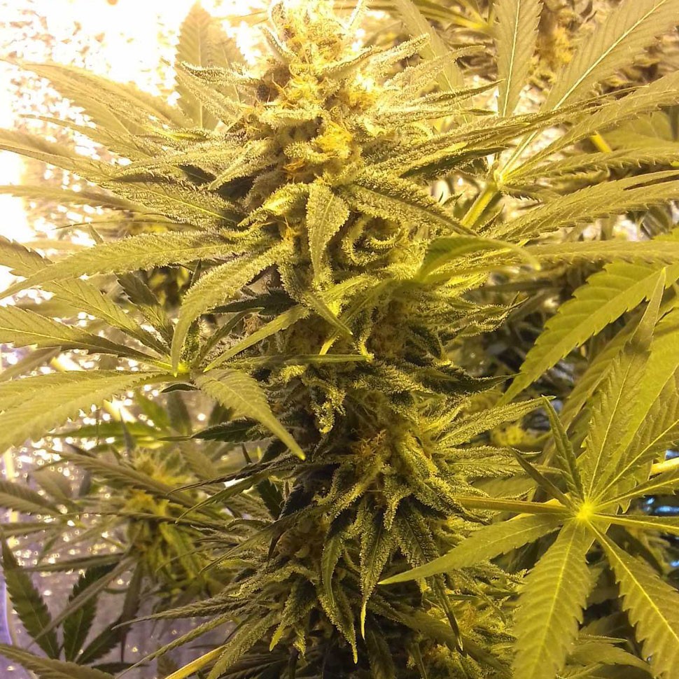 Семена Marmalate feminised Ganja Seeds