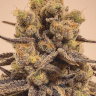 Семена Marmalate feminised Ganja Seeds Семена Marmalate feminised Ganja Seeds