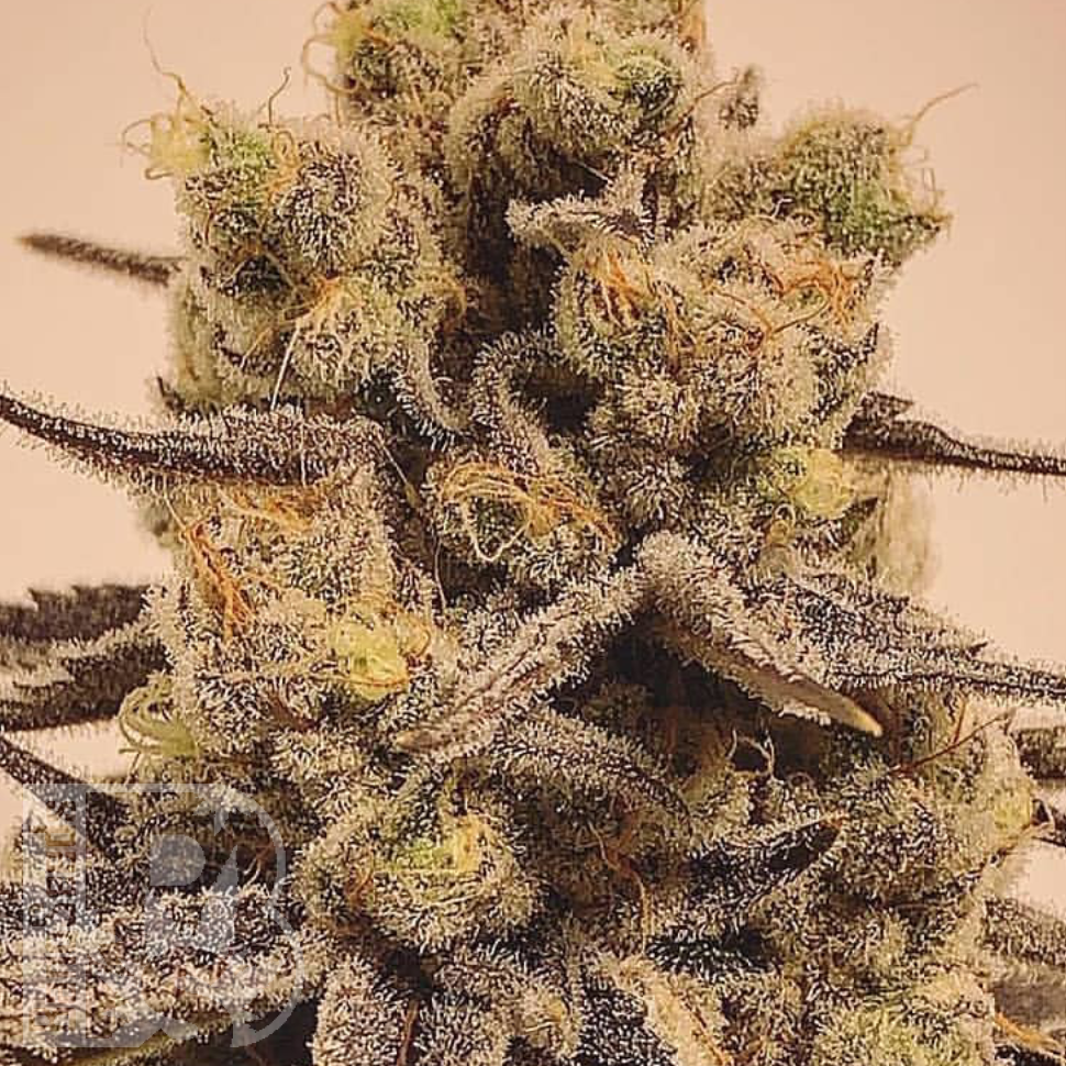 Семена Marmalate feminised Ganja Seeds Семена Marmalate feminised Ganja Seeds