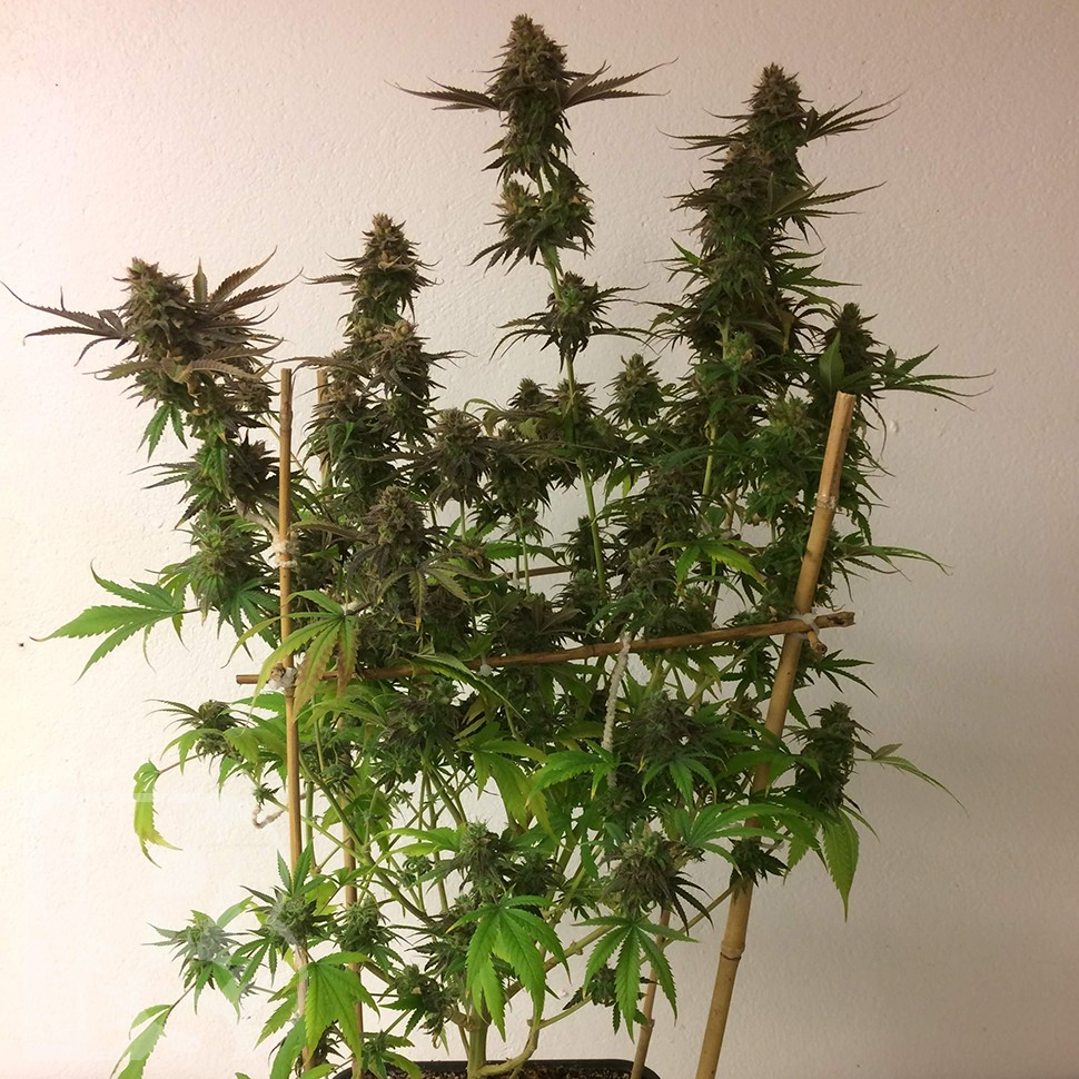 семена конопли дешево Auto Mass feminised семена конопли дешево Auto Mass feminised