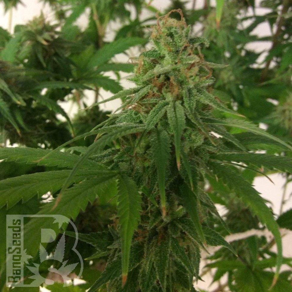 семена конопли скороспелый купить Auto Mass feminised семена конопли скороспелый купить Auto Mass feminised