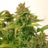 семена конопли гидропоники Auto Mass feminised семена конопли гидропоники Auto Mass feminised