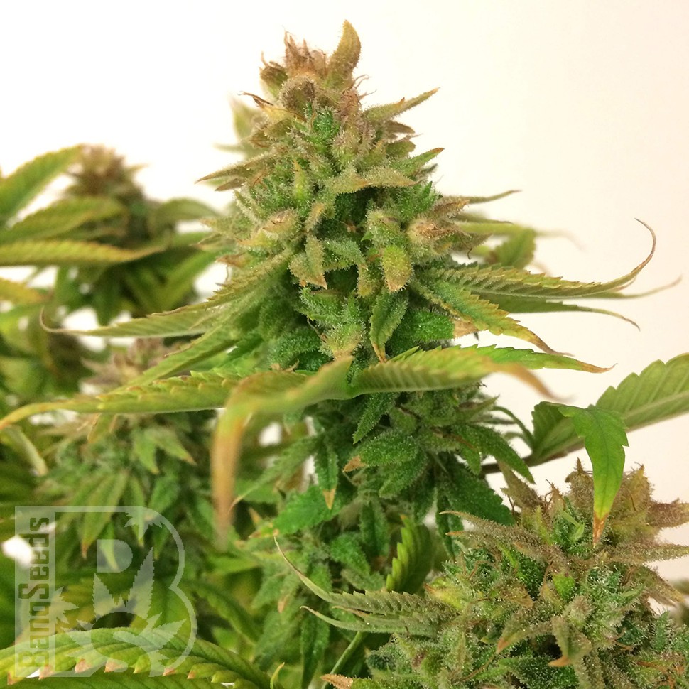 семена конопли гидропоники Auto Mass feminised семена конопли гидропоники Auto Mass feminised