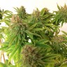семена индийской конопли Auto Mass feminised семена индийской конопли Auto Mass feminised
