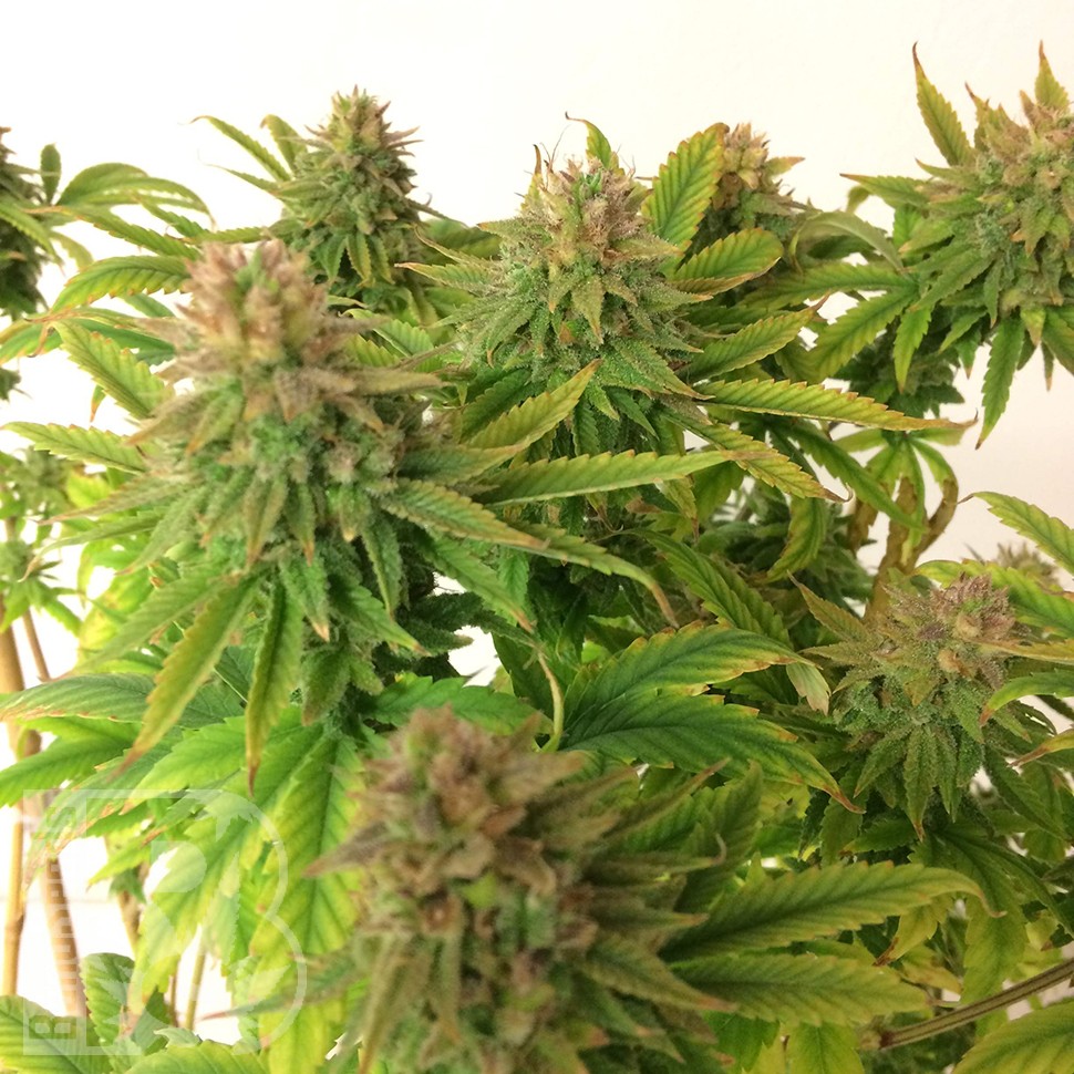 семена индийской конопли Auto Mass feminised семена индийской конопли Auto Mass feminised