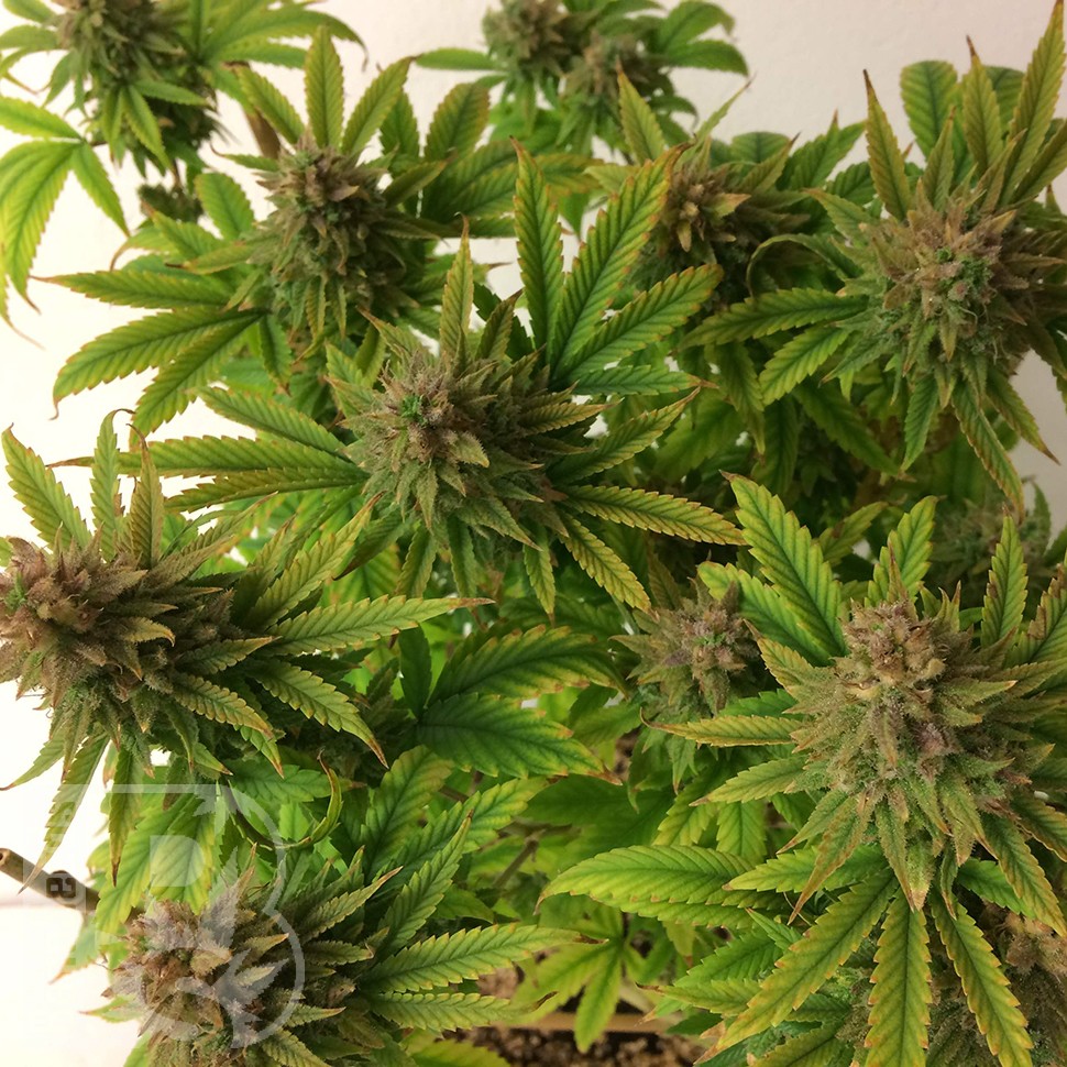 мощные семена конопли Auto Mass feminised мощные семена конопли Auto Mass feminised