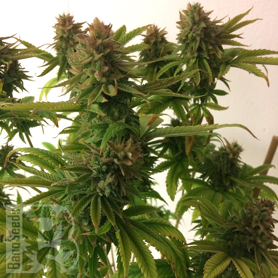 Семена конопли Auto Mass feminised Ganja Seeds