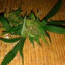 Grapefruit Haze feminised Ganja Seeds Grapefruit Haze feminised Ganja Seeds