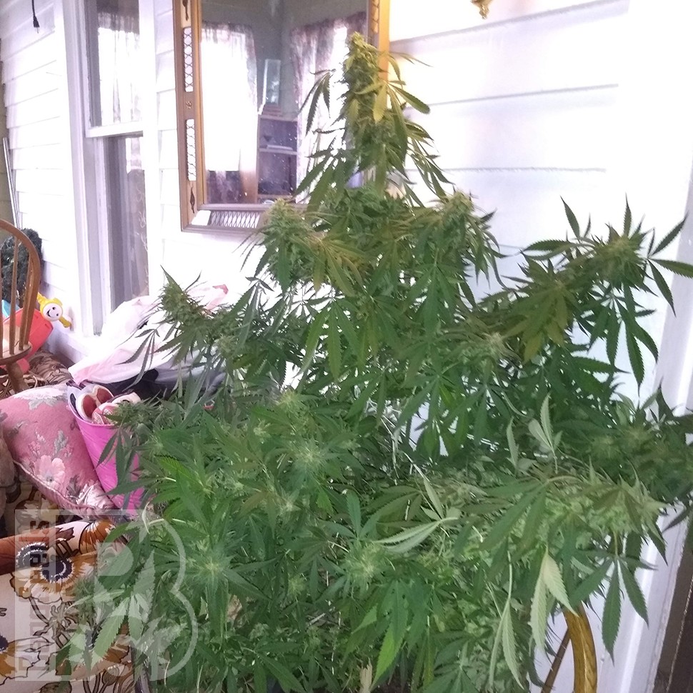 Grapefruit Haze feminised Ganja Seeds Grapefruit Haze feminised Ganja Seeds