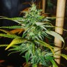 Grapefruit Haze feminised Ganja Seeds Grapefruit Haze feminised Ganja Seeds