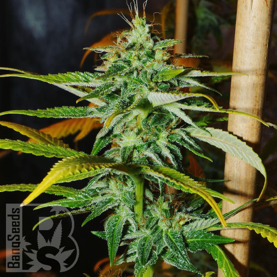 Grapefruit Haze feminised Ganja Seeds Grapefruit Haze feminised Ganja Seeds