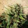 Grapefruit Haze feminised Ganja Seeds Grapefruit Haze feminised Ganja Seeds
