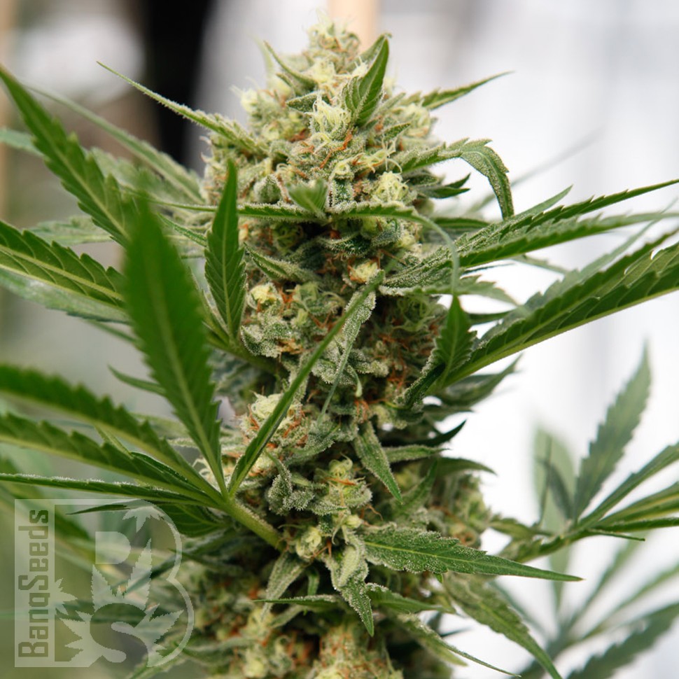 Grapefruit Haze feminised Ganja Seeds Grapefruit Haze feminised Ganja Seeds