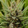 Grapefruit Haze feminised Ganja Seeds Grapefruit Haze feminised Ganja Seeds