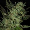 Grapefruit Haze feminised Ganja Seeds Grapefruit Haze feminised Ganja Seeds