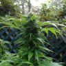 Grapefruit Haze feminised Ganja Seeds Grapefruit Haze feminised Ganja Seeds