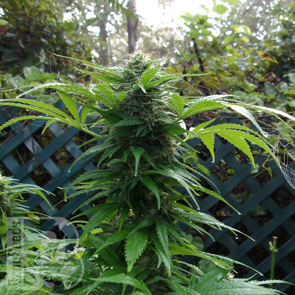 Grapefruit Haze feminised Ganja Seeds Grapefruit Haze feminised Ganja Seeds