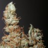 Grapefruit Haze feminised Ganja Seeds Grapefruit Haze feminised Ganja Seeds