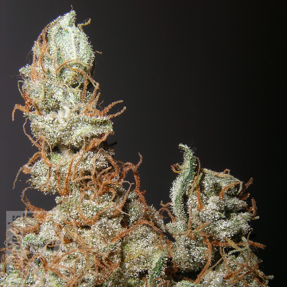 Grapefruit Haze feminised Ganja Seeds Grapefruit Haze feminised Ganja Seeds