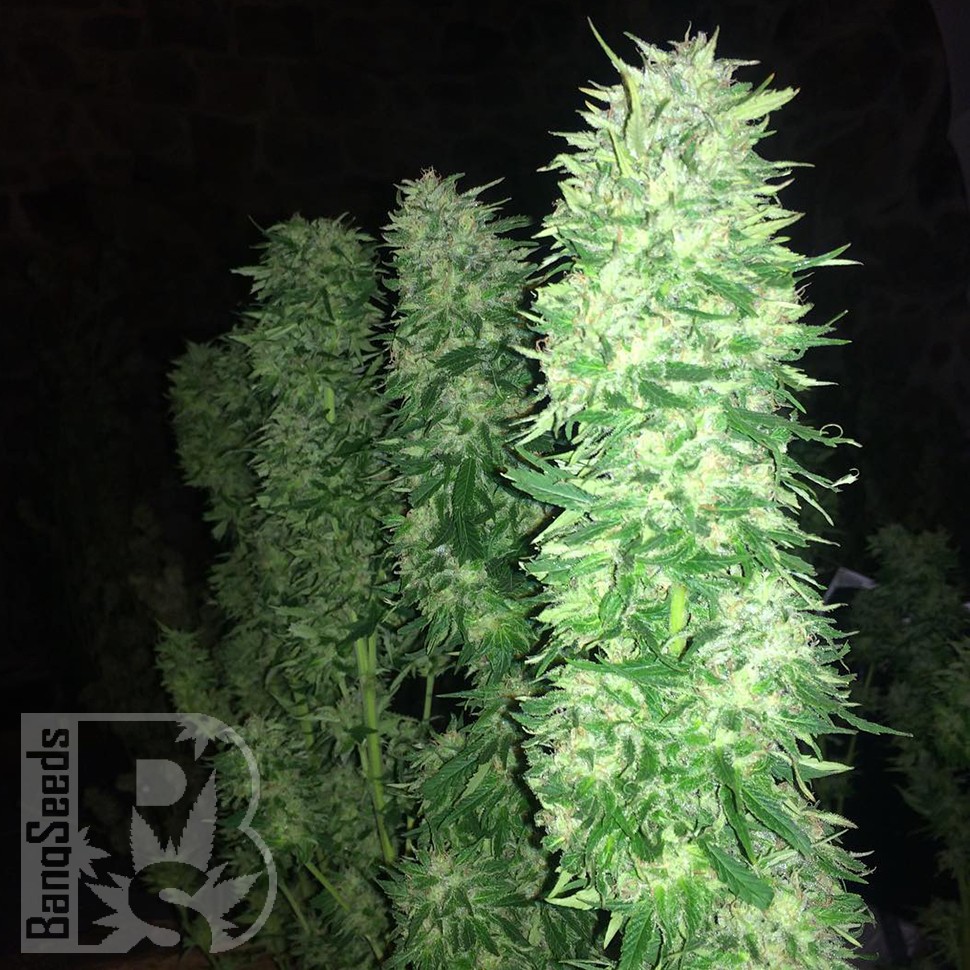 Grapefruit Haze feminised Ganja Seeds Grapefruit Haze feminised Ganja Seeds