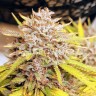 семена конопли наложенным платежом Auto Fat Banana feminised Ganja Seeds семена конопли наложенным платежом Auto Fat Banana feminised Ganja Seeds