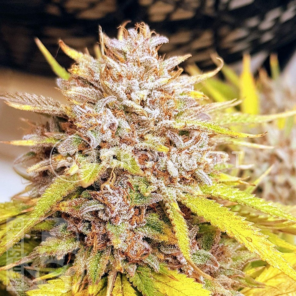 Семена Auto Fat Banana feminised Ganja Seeds