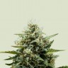 семена конопли недорого Auto Fat Banana feminised Ganja Seeds семена конопли недорого Auto Fat Banana feminised Ganja Seeds